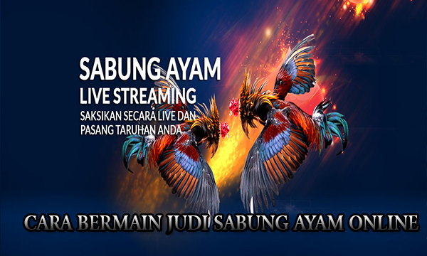 Cara Bermain Judi Sabung Ayam Online