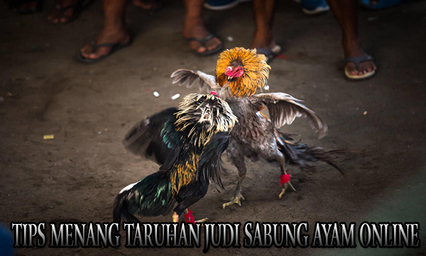 Tips Menang Taruhan Judi Sabung Ayam Online